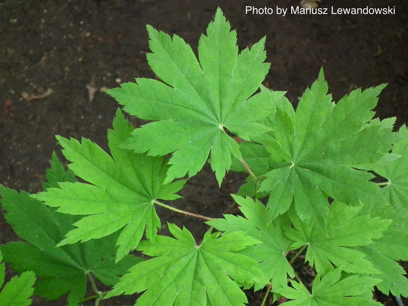 - Acer sieboldianum 'Ookisha' Japanese Maple - Mr Maple │ Buy Japanese Maple Trees