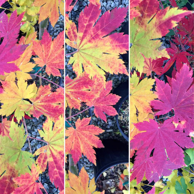 - Acer sieboldianum 'Ookisha' Japanese Maple - Mr Maple │ Buy Japanese Maple Trees