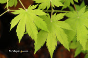 - Acer sieboldianum 'Ookisha' Japanese Maple - Mr Maple │ Buy Japanese Maple Trees