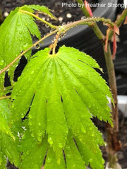 - Acer sieboldianum 'Ookisha' Japanese Maple - Mr Maple │ Buy Japanese Maple Trees