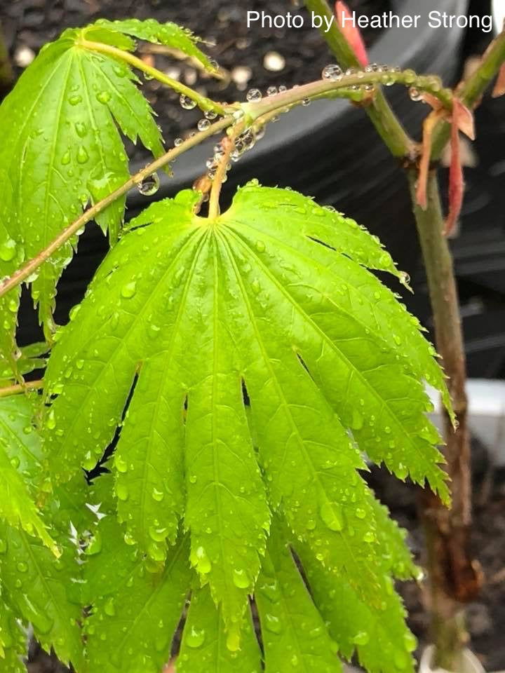 - Acer sieboldianum 'Ookisha' Japanese Maple - Mr Maple │ Buy Japanese Maple Trees