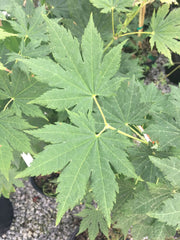 - Acer sieboldianum 'Ookisha' Japanese Maple - Mr Maple │ Buy Japanese Maple Trees