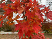 - Acer sieboldianum 'Ookisha' Japanese Maple - Mr Maple │ Buy Japanese Maple Trees