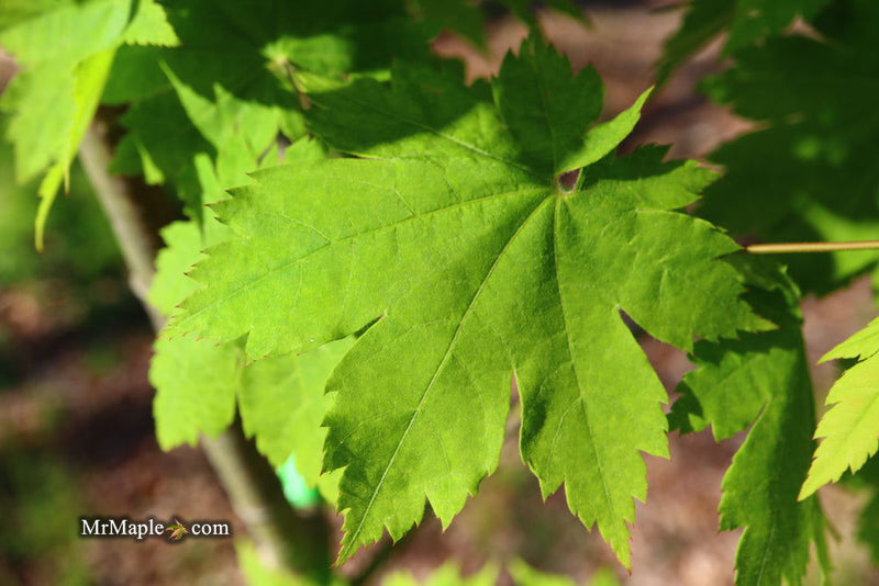- Acer sieboldianum 'Ookisha' Japanese Maple - Mr Maple │ Buy Japanese Maple Trees