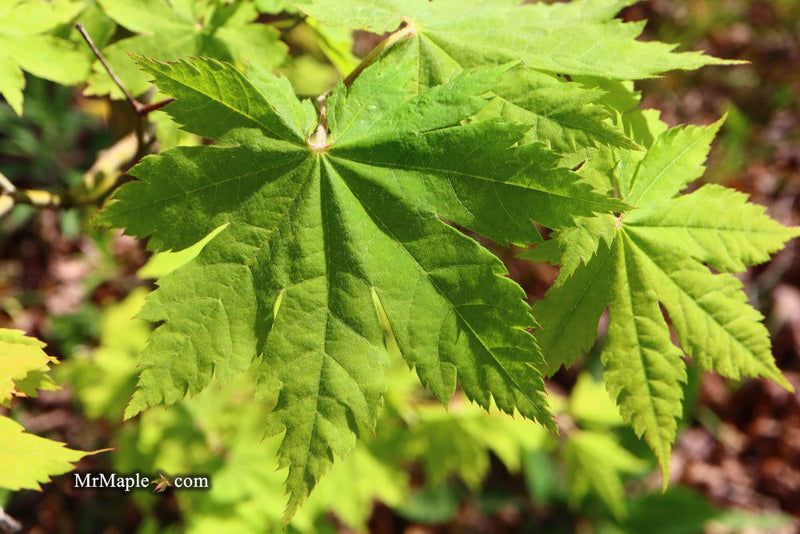 - Acer sieboldianum 'Ookisha' Japanese Maple - Mr Maple │ Buy Japanese Maple Trees