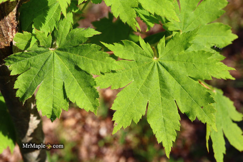 - Acer sieboldianum 'Ookisha' Japanese Maple - Mr Maple │ Buy Japanese Maple Trees