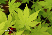 - Acer sieboldianum 'Ookisha' Japanese Maple - Mr Maple │ Buy Japanese Maple Trees