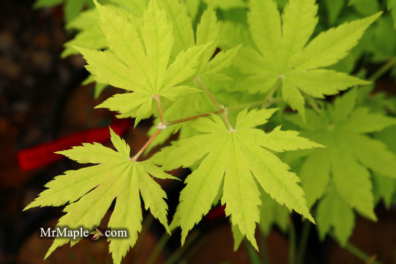 - Acer sieboldianum 'Ookisha' Japanese Maple - Mr Maple │ Buy Japanese Maple Trees