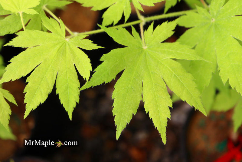 - Acer sieboldianum 'Ookisha' Japanese Maple - Mr Maple │ Buy Japanese Maple Trees
