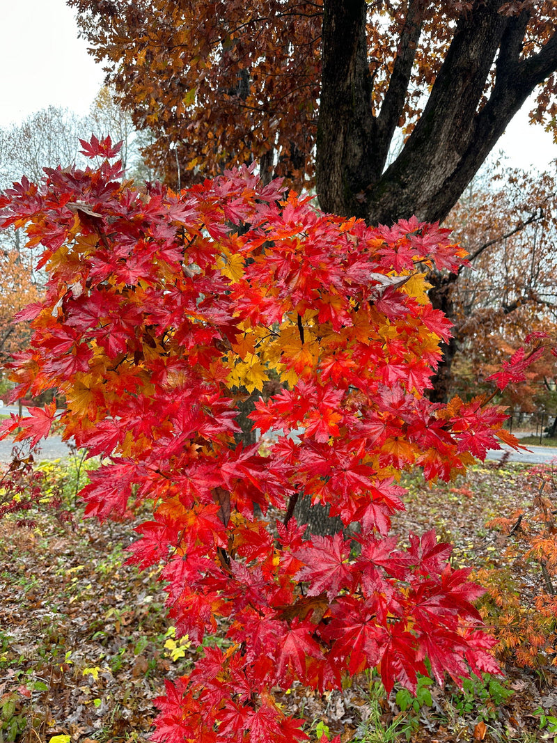 - Acer sieboldianum 'Ookisha' Japanese Maple - Mr Maple │ Buy Japanese Maple Trees