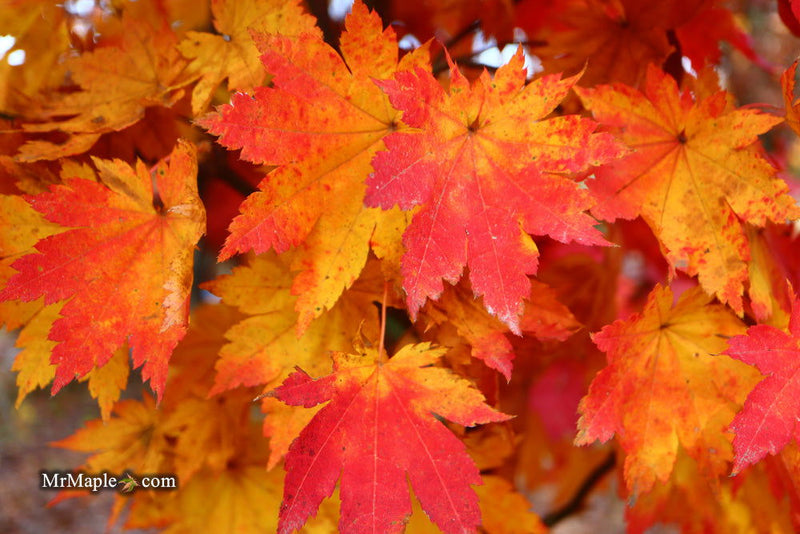 - Acer sieboldianum 'Ookisha' Japanese Maple - Mr Maple │ Buy Japanese Maple Trees