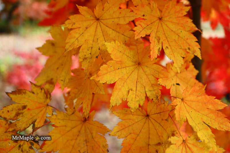 - Acer sieboldianum 'Ookisha' Japanese Maple - Mr Maple │ Buy Japanese Maple Trees