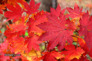 - Acer sieboldianum 'Ookisha' Japanese Maple - Mr Maple │ Buy Japanese Maple Trees