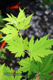 - Acer sieboldianum 'Ookisha' Japanese Maple - Mr Maple │ Buy Japanese Maple Trees