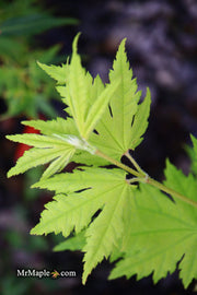 - Acer sieboldianum 'Ookisha' Japanese Maple - Mr Maple │ Buy Japanese Maple Trees