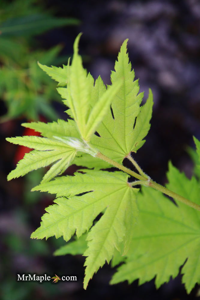 - Acer sieboldianum 'Ookisha' Japanese Maple - Mr Maple │ Buy Japanese Maple Trees