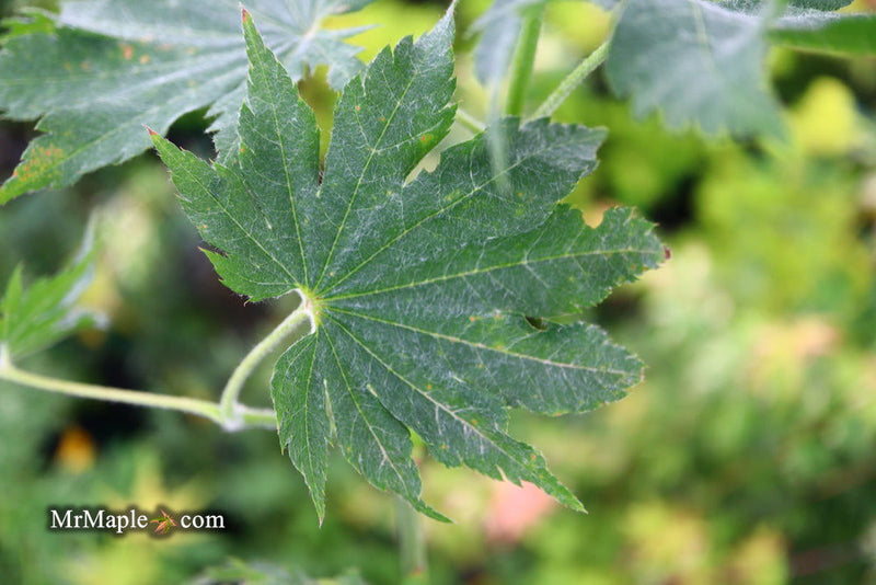 - Acer sieboldianum 'Ookisha' Japanese Maple - Mr Maple │ Buy Japanese Maple Trees