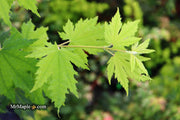 - Acer sieboldianum 'Ookisha' Japanese Maple - Mr Maple │ Buy Japanese Maple Trees