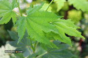 - Acer sieboldianum 'Ookisha' Japanese Maple - Mr Maple │ Buy Japanese Maple Trees