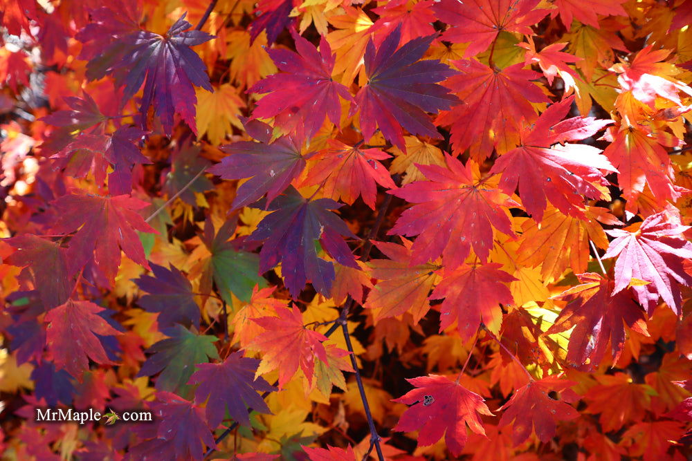 Acer_sieboldianum_Seki_no_kego