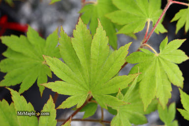 - Acer sieboldianum 'Seki no kegon' Weeping Japanese Maple - Mr Maple │ Buy Japanese Maple Trees