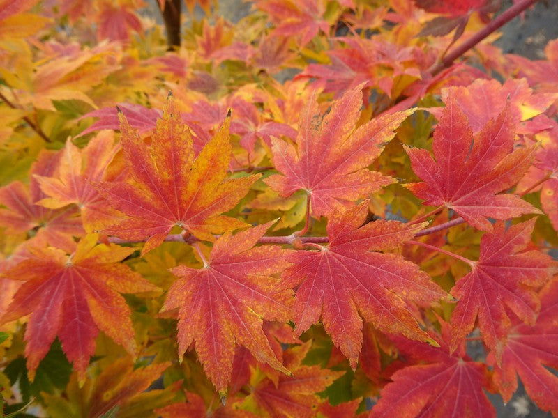 - Acer sieboldianum 'Seki no kegon' Weeping Japanese Maple - Mr Maple │ Buy Japanese Maple Trees