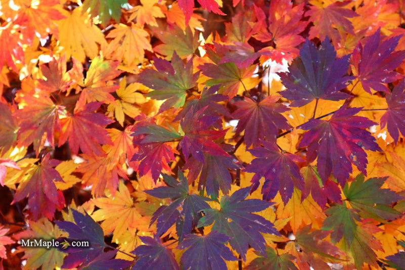 - Acer sieboldianum 'Seki no kegon' Weeping Japanese Maple - Mr Maple │ Buy Japanese Maple Trees