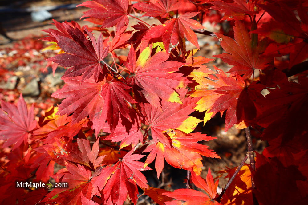 Buy Acer sieboldianum 'Seki no kegon' Weeping Japanese Maple — Mr