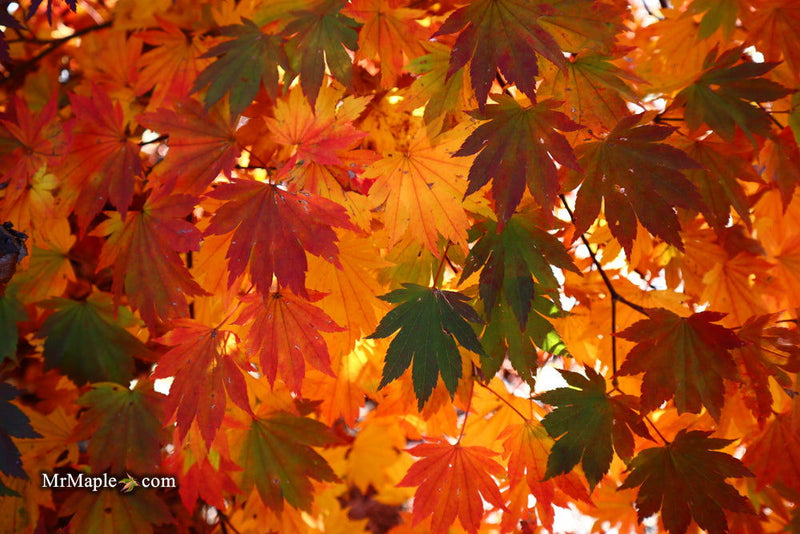 - Acer sieboldianum 'Seki no kegon' Weeping Japanese Maple - Mr Maple │ Buy Japanese Maple Trees