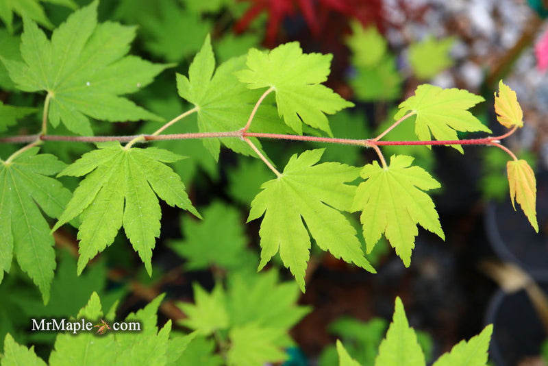 - Acer sieboldianum 'Seki no kegon' Weeping Japanese Maple - Mr Maple │ Buy Japanese Maple Trees