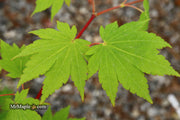 - Acer sieboldianum 'Seki no kegon' Weeping Japanese Maple - Mr Maple │ Buy Japanese Maple Trees