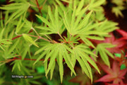 - Acer sieboldianum 'Shoryu-no-tsume' Claw of the Dragon Full Moon Japanese Maple - Mr Maple │ Buy Japanese Maple Trees