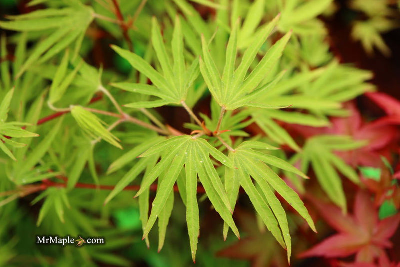 - Acer sieboldianum 'Shoryu-no-tsume' Claw of the Dragon Full Moon Japanese Maple - Mr Maple │ Buy Japanese Maple Trees