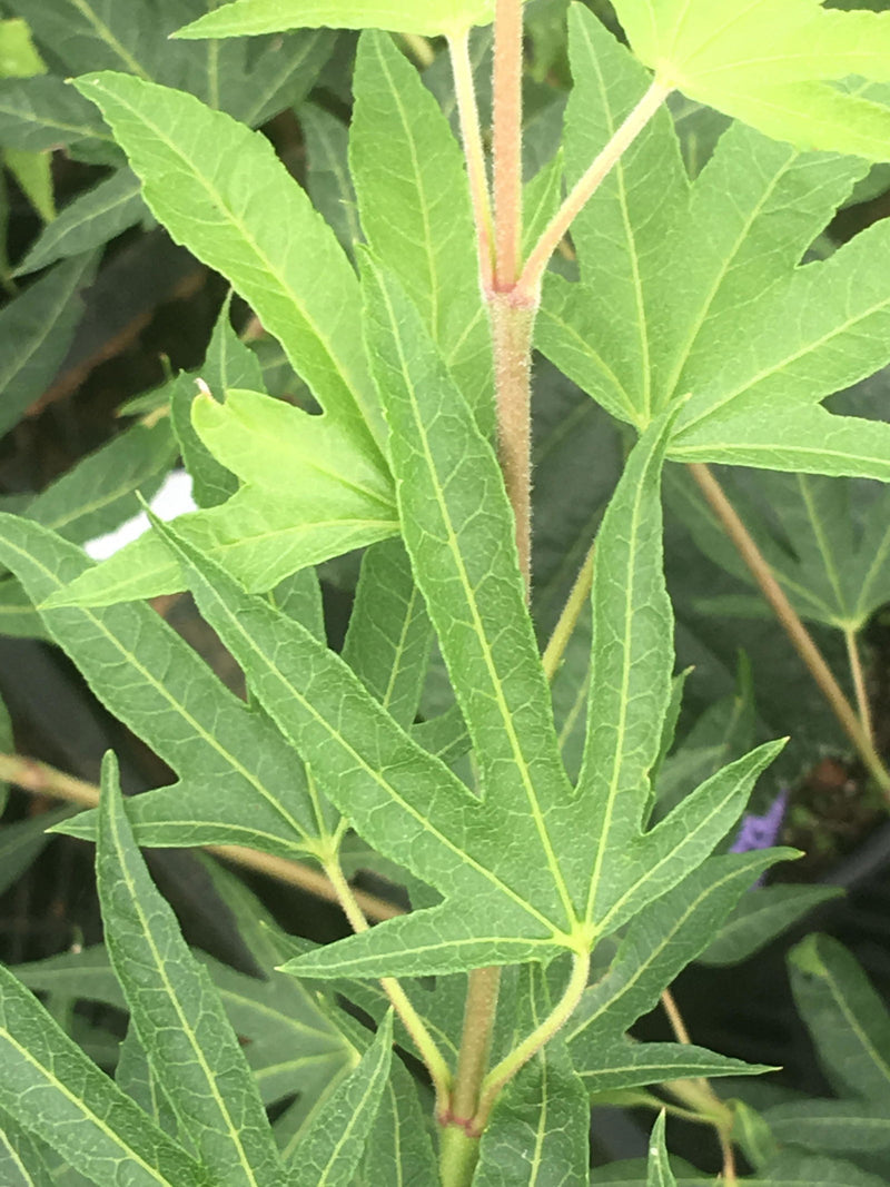 - Acer sieboldianum 'Shoryu-no-tsume' Claw of the Dragon Full Moon Japanese Maple - Mr Maple │ Buy Japanese Maple Trees