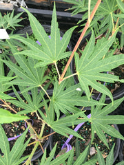 - Acer sieboldianum 'Shoryu-no-tsume' Claw of the Dragon Full Moon Japanese Maple - Mr Maple │ Buy Japanese Maple Trees