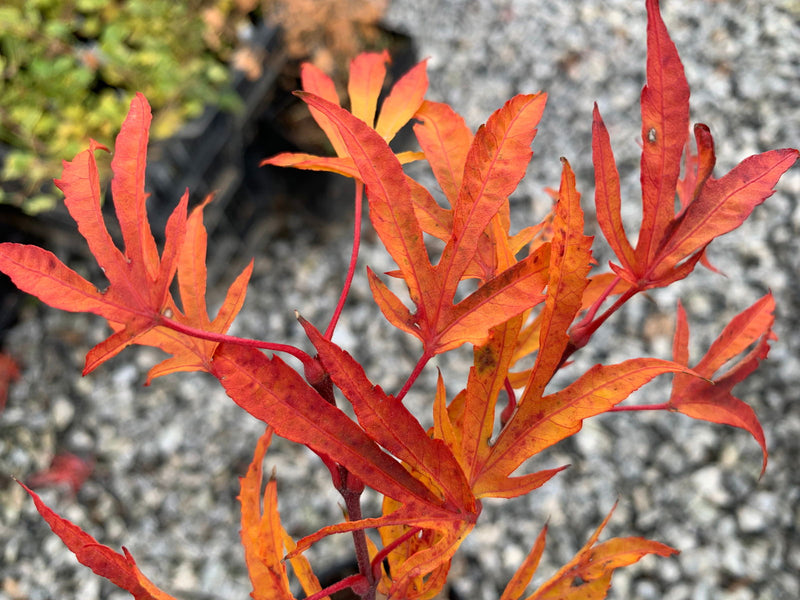 - Acer sieboldianum 'Shoryu-no-tsume' Claw of the Dragon Full Moon Japanese Maple - Mr Maple │ Buy Japanese Maple Trees