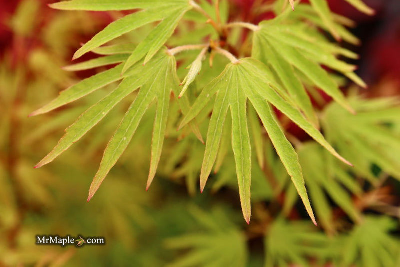 - Acer sieboldianum 'Shoryu-no-tsume' Claw of the Dragon Full Moon Japanese Maple - Mr Maple │ Buy Japanese Maple Trees