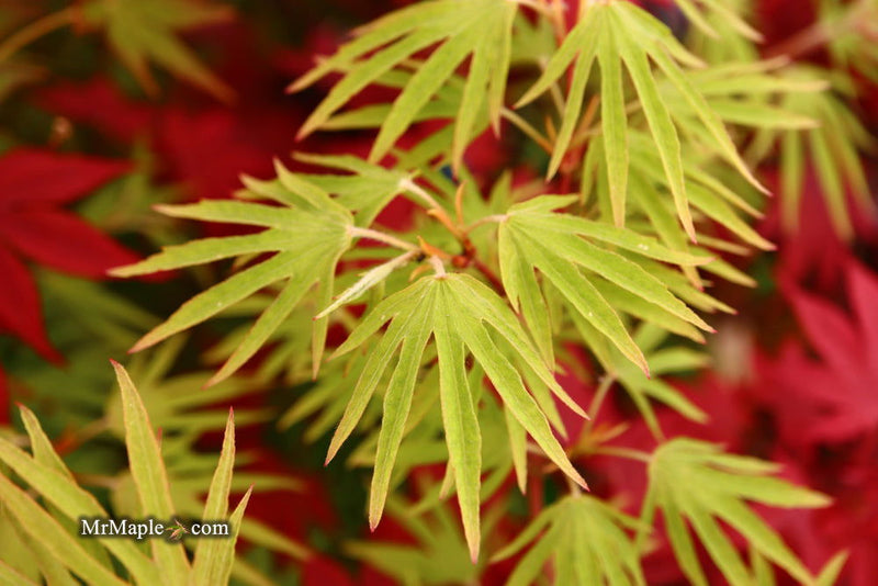 - Acer sieboldianum 'Shoryu-no-tsume' Claw of the Dragon Full Moon Japanese Maple - Mr Maple │ Buy Japanese Maple Trees