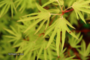 - Acer sieboldianum 'Shoryu-no-tsume' Claw of the Dragon Full Moon Japanese Maple - Mr Maple │ Buy Japanese Maple Trees