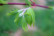 - Acer sieboldianum 'Shoryu-no-tsume' Claw of the Dragon Full Moon Japanese Maple - Mr Maple │ Buy Japanese Maple Trees