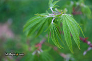 - Acer sieboldianum 'Shoryu-no-tsume' Claw of the Dragon Full Moon Japanese Maple - Mr Maple │ Buy Japanese Maple Trees