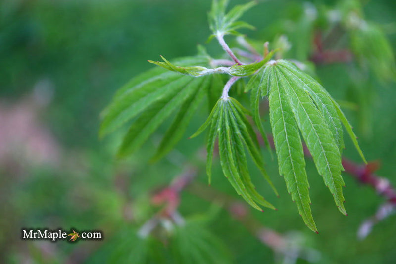 - Acer sieboldianum 'Shoryu-no-tsume' Claw of the Dragon Full Moon Japanese Maple - Mr Maple │ Buy Japanese Maple Trees