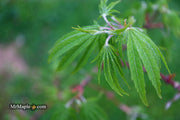 - Acer sieboldianum 'Shoryu-no-tsume' Claw of the Dragon Full Moon Japanese Maple - Mr Maple │ Buy Japanese Maple Trees