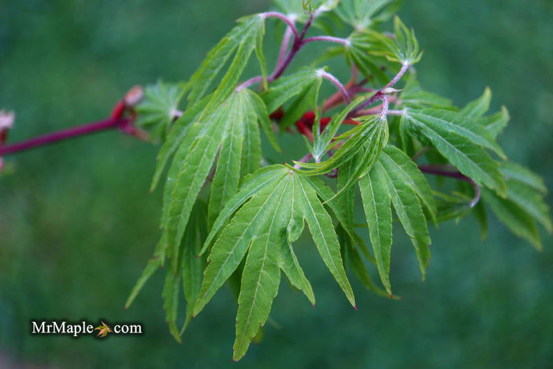 - Acer sieboldianum 'Shoryu-no-tsume' Claw of the Dragon Full Moon Japanese Maple - Mr Maple │ Buy Japanese Maple Trees