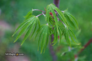 - Acer sieboldianum 'Shoryu-no-tsume' Claw of the Dragon Full Moon Japanese Maple - Mr Maple │ Buy Japanese Maple Trees