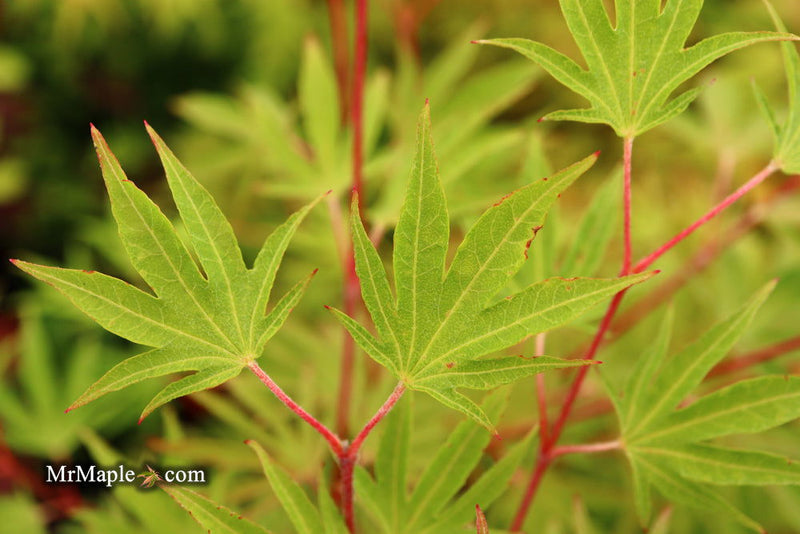 - Acer sieboldianum 'Shoryu-no-tsume' Claw of the Dragon Full Moon Japanese Maple - Mr Maple │ Buy Japanese Maple Trees
