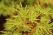 - Acer sieboldianum 'Shoryu-no-tsume' Claw of the Dragon Full Moon Japanese Maple - Mr Maple │ Buy Japanese Maple Trees