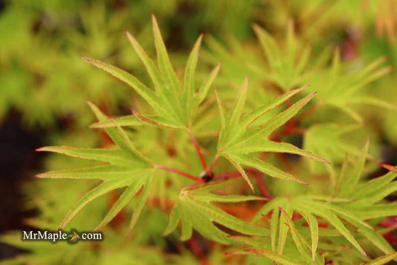 - Acer sieboldianum 'Shoryu-no-tsume' Claw of the Dragon Full Moon Japanese Maple - Mr Maple │ Buy Japanese Maple Trees
