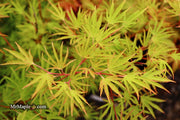 - Acer sieboldianum 'Shoryu-no-tsume' Claw of the Dragon Full Moon Japanese Maple - Mr Maple │ Buy Japanese Maple Trees