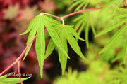 - Acer sieboldianum 'Shoryu-no-tsume' Claw of the Dragon Full Moon Japanese Maple - Mr Maple │ Buy Japanese Maple Trees